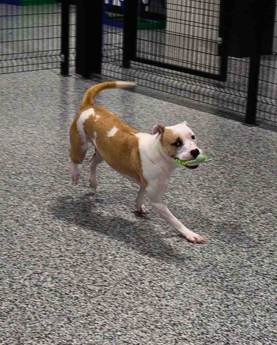 playing dog